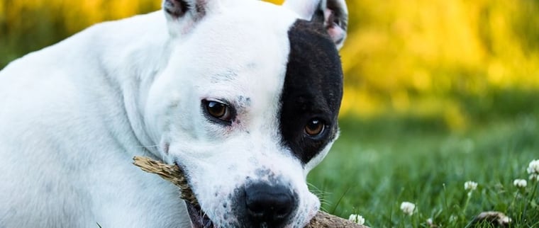 american staffordshire terrier
